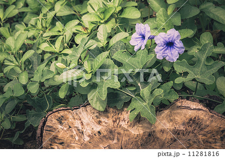 Ruellia tuberosa flower vintage Ruellia tuberosa flower vintage 11281816