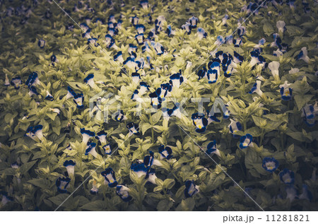 Torenia or Wishbone flowers vintage 11281821