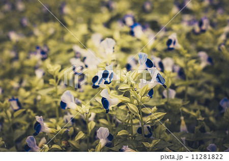 Torenia or Wishbone flowers vintage 11281822