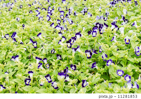 Torenia or Wishbone flowers Torenia or Wishbone flowers 11281853