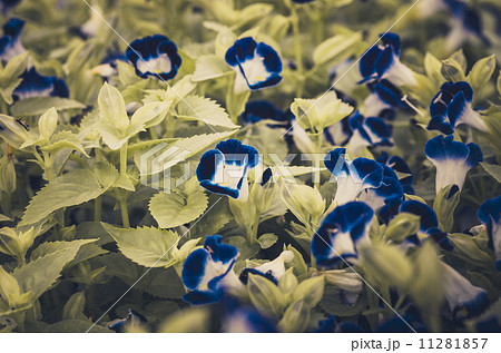 Torenia or Wishbone flowers vintage 11281857