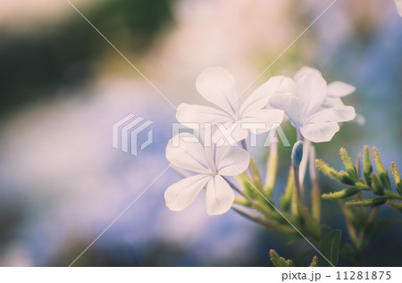 Plumbago Auriculata vintage Plumbago Auriculata vintage 11281875