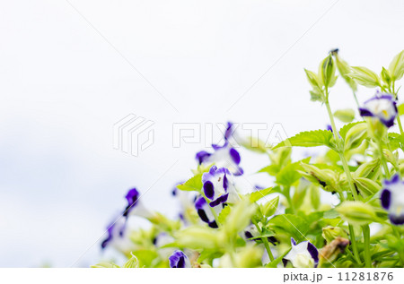 Torenia or Wishbone flowers 11281876