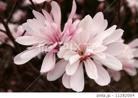 シデコブシ シデコブシ 11282004