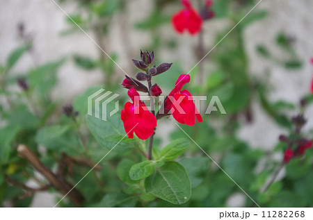 秋の紅花サルビア 11282268