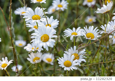 white daisy 11282320
