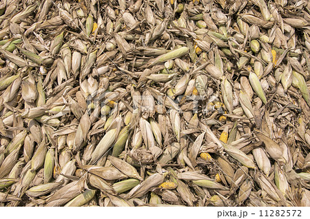 Heap of moldy and rotten corns 11282572