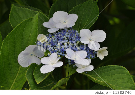 ユキノシタ 11282746