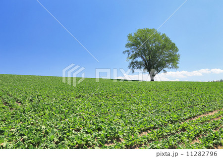 哲学の木 哲学の木 11282796