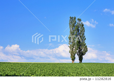 赤羽の丘 11282816