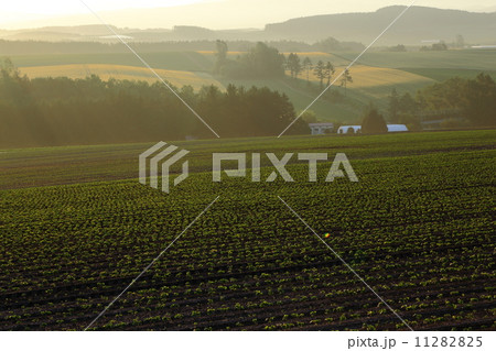 パッチワークの丘 パッチワークの丘 11282825