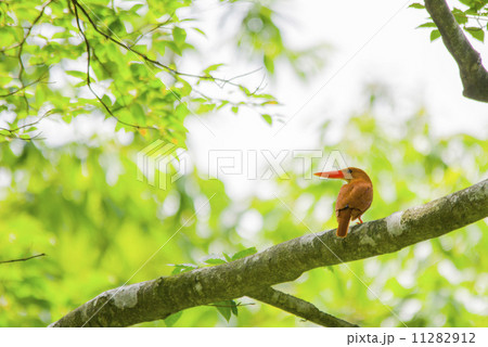 火の鳥 火の鳥 11282912