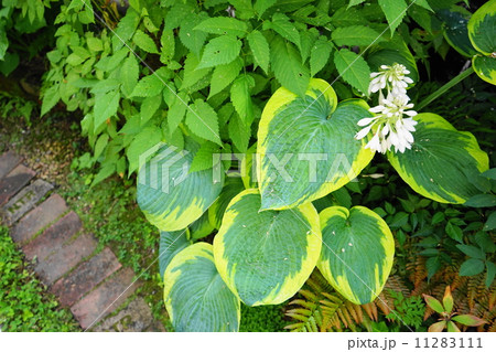 7月花　ギボウシ・ユリ科20 11283111