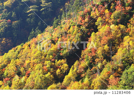 金精峠の紅葉 11283406