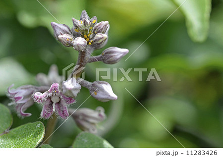 ガガイモ ガガイモ 11283426