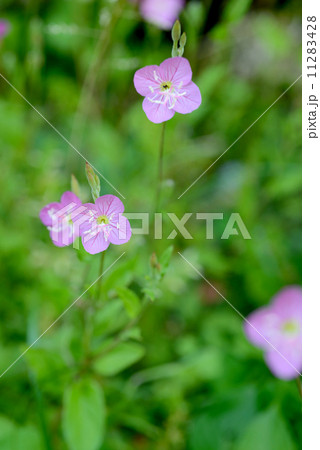 ユウゲショウの花 ユウゲショウの花 11283428