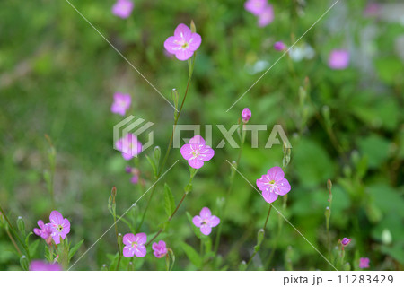 ユウゲショウの花 ユウゲショウの花 11283429
