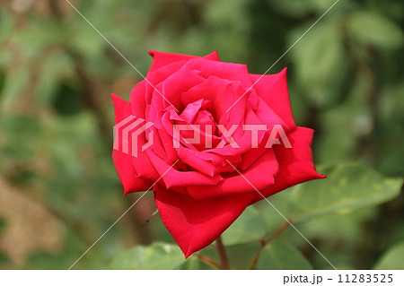 薔薇　クリスチャンディオール 11283525