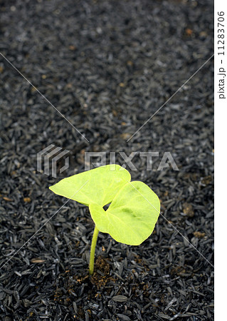 ワタの双葉 11283706