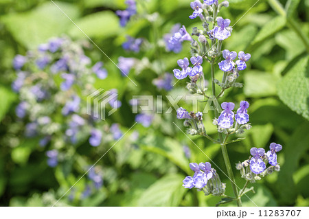 キャットミントの花 11283707