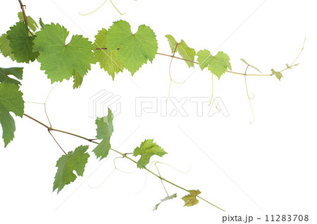 ぶどうの蔓と葉 11283708