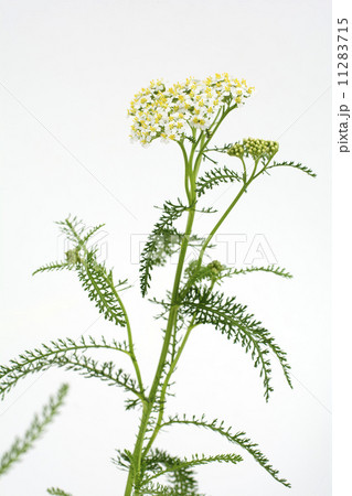 セイヨウノコギリソウの花 セイヨウノコギリソウの花 11283715