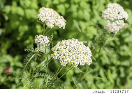 緑の中のセイヨウノコギリソウの花 11283717