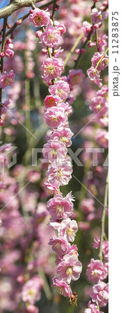 Vertical panorama, peach blossom, Vertical panorama, peach blossom, 11283875