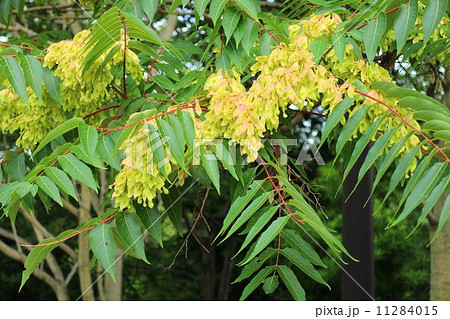 シンジュ（ニワウルシ）の果実 11284015