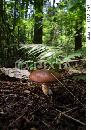 ヌメリイグチ ヌメリイグチ 11284298