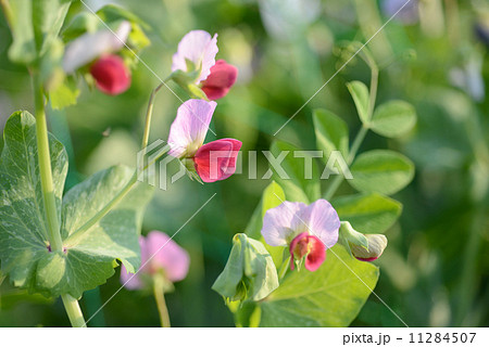 エンドウの花 エンドウの花 11284507