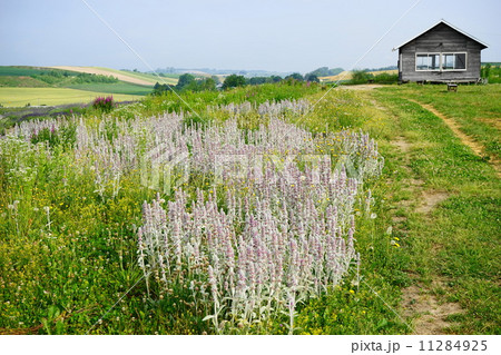 6月花 ラムズイヤー・シソ科13スタキス・ビザンチナ 6月花 ラムズイヤー・シソ科13スタキス・ビザンチナ 11284925