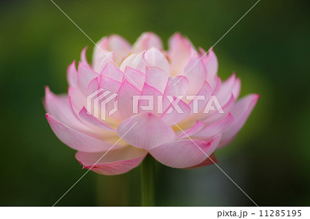茶碗蓮 11285195