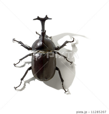 カブトムシ　白背景 11285207