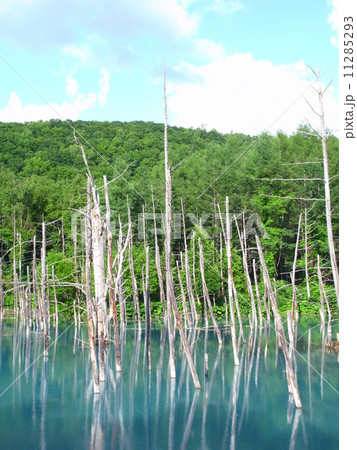 青い池 青い池 11285293