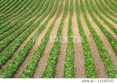 豆畑 豆畑 11285331