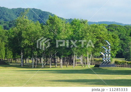 小さな白樺のある公園 11285333