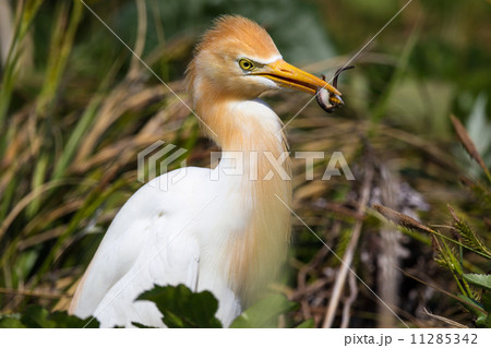 アマサギ１ 11285342