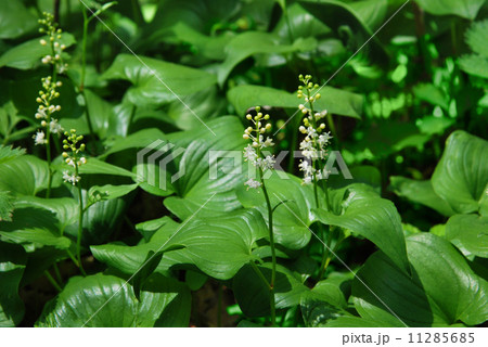 マイズルソウ 11285685