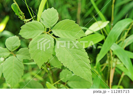 ヤブガラシの葉 11285715