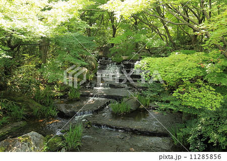 夏の好古園 11285856