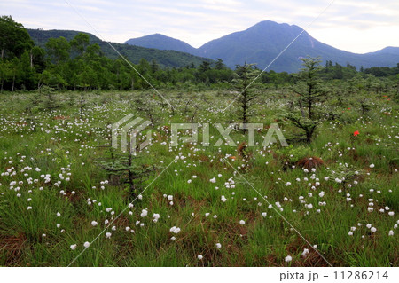 奥日光・戦場ヶ原のワタスゲと太郎山 11286214