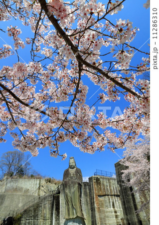 宇都宮・大谷観音と桜 11286310