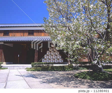 灘の酒蔵、沢の鶴資料館「県指定重要有形民族文化財」「国認定近代化産業遺産」と大島桜 灘の酒蔵、沢の鶴資料館「県指定重要有形民族文化財」「国認定近代化産業遺産」と大島桜 11286401