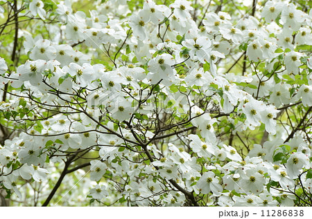 白いハナミズキ 白いハナミズキ 11286838