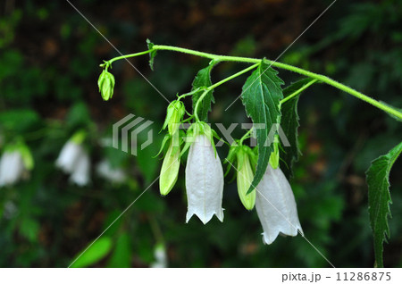 ホタルブクロ(白花) ホタルブクロ(白花) 11286875