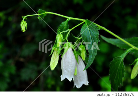 ホタルブクロ（白花） 11286876