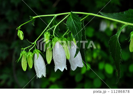 ホタルブクロ（白花） 11286878