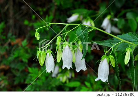 ホタルブクロ（白花） 11286880