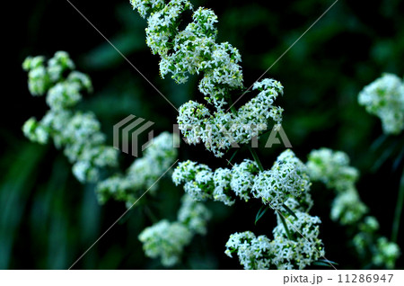 カワラマツバ 11286947